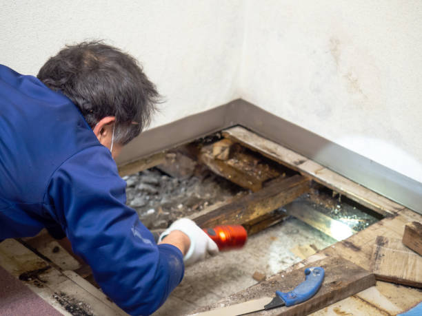 Trusted High Ridge, MO Mold Remediation Experts