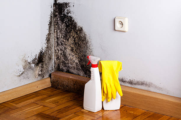Best Localized Mold Remediation (e.g., coastal areas, humid climates) in High Ridge, MO
