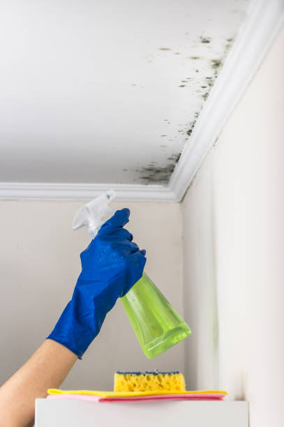 Best Bathroom Mold Remediation in High Ridge, MO